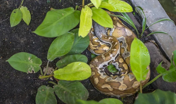 Serpente selvagem descansando, Python Sangue em um jardim — Fotografia de Stock