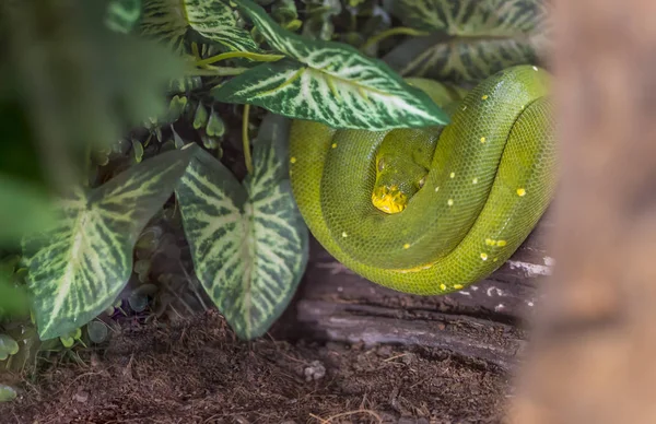 Resting wild green snake
