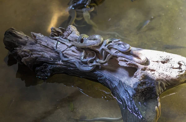 Su yılanı - Enhydris enhydris — Stok fotoğraf