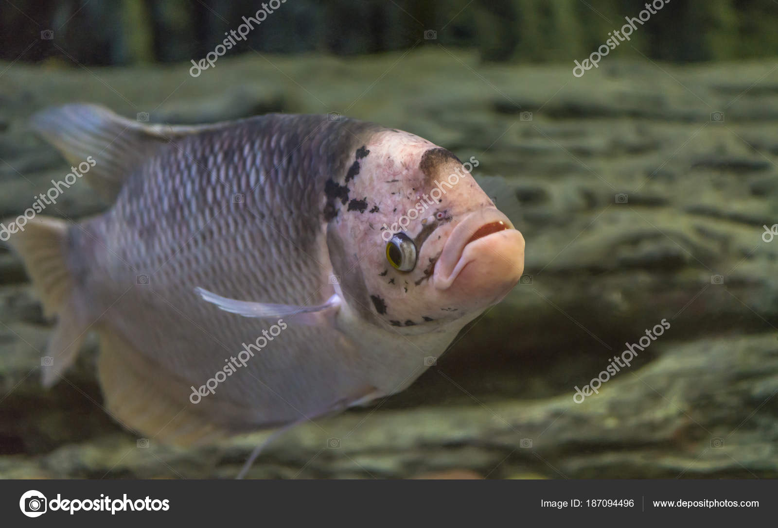 Poissons Deau Douce Sheathfish Noir Photographie Somdul