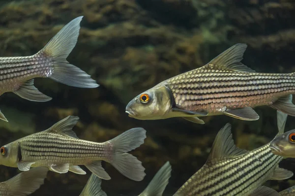 Close up fish, Seven - striped barb — Stock Photo, Image