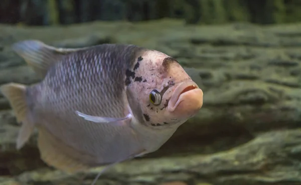 Прісноводні риби, Чорна піхви — стокове фото