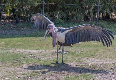 Malibu leylek mi güneş banyo