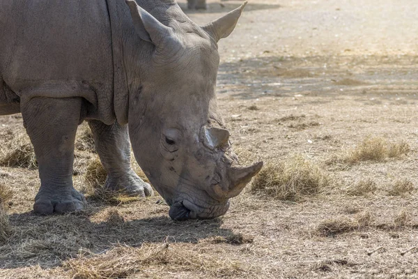 Закрыть Носорога есть — стоковое фото