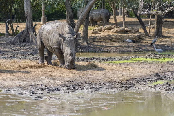 Носорог ест траву в зоопарке — стоковое фото