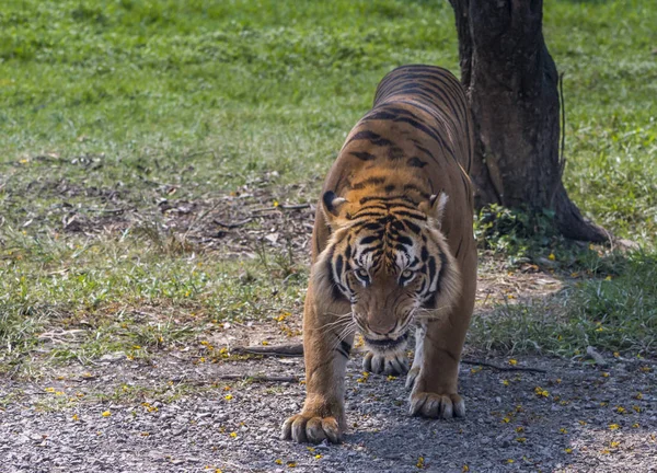 Angey tiger walking to camera