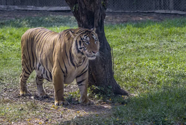 Big tiger standing under tree — Stock Photo, Image