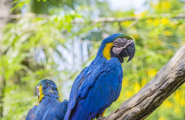 Macore pájaro en árbol — Foto de Stock