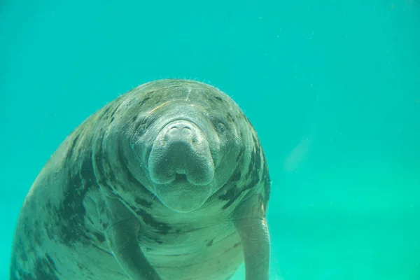 Manatee pod vodou při pohledu na fotoaparát — Stock fotografie