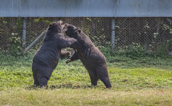 2 つのアジアのツキノワグマが一緒に遊ぶ — ストック写真