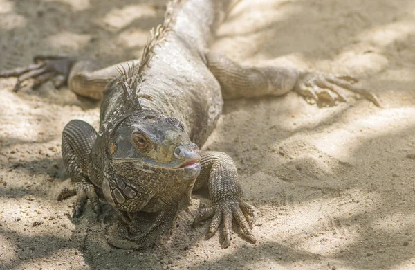 Iguana na praia — Fotografia de Stock