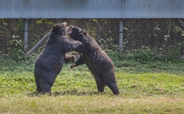 Two Asian black bears play together — Stock Photo, Image