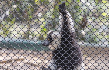 Nomascus Lemur Tayland Hayvanat Bahçesi
