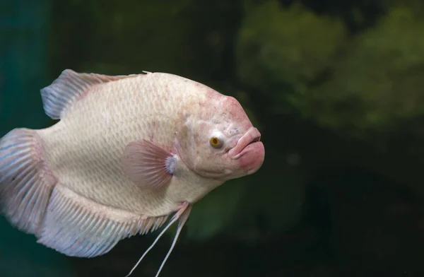 Anabas testudineus bir akvaryum — Stok fotoğraf