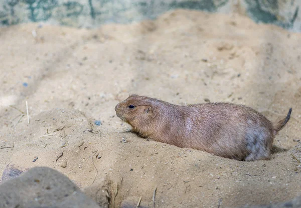 Präriehundar liggande på marken — Stockfoto