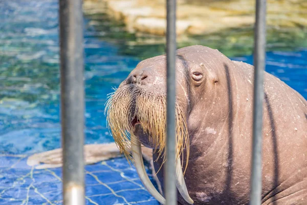 Walrus behind bars in the zoo