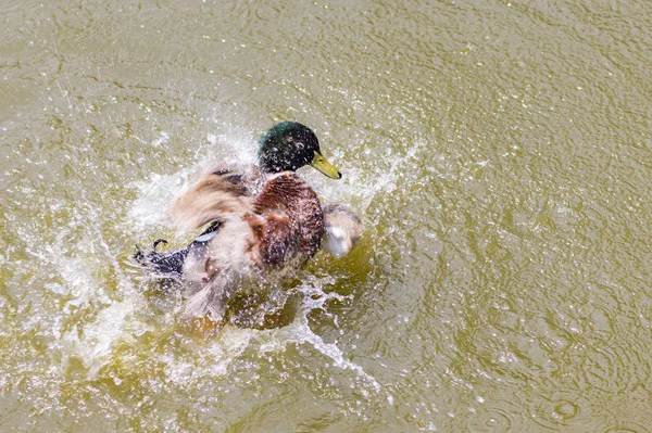 Eau d'éclaboussure de canard sauvage — Photo