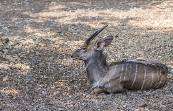 Jonge mannelijke Nyala in Thailand dierentuin. — Stockfoto