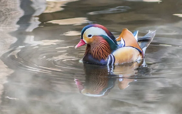 Pato mandarim flutuando na água — Fotografia de Stock