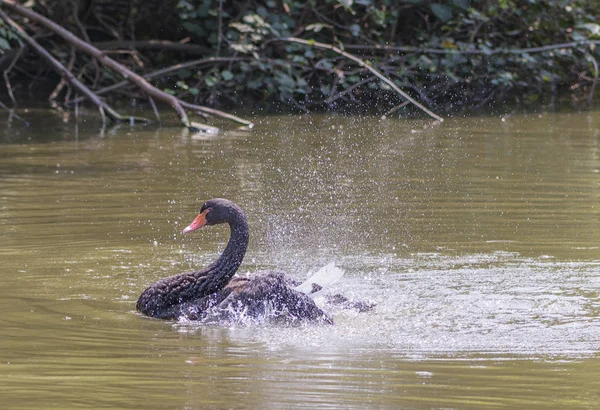 Black swan floting on water