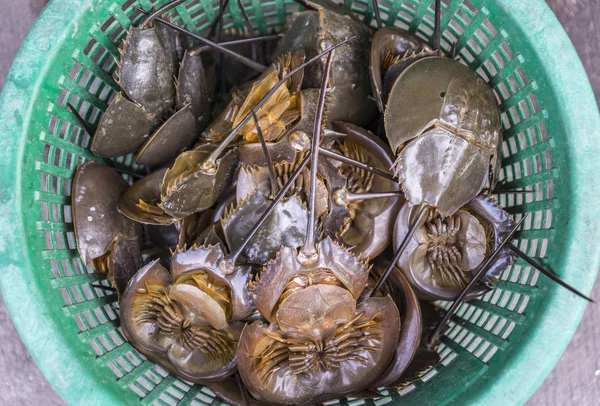 Horseshoe crab in basket.