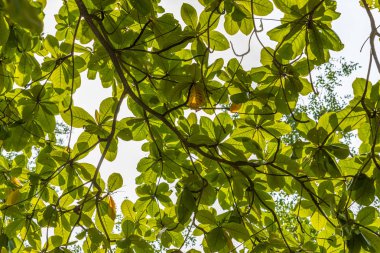 Desen yaprak ağaç üzerinde.