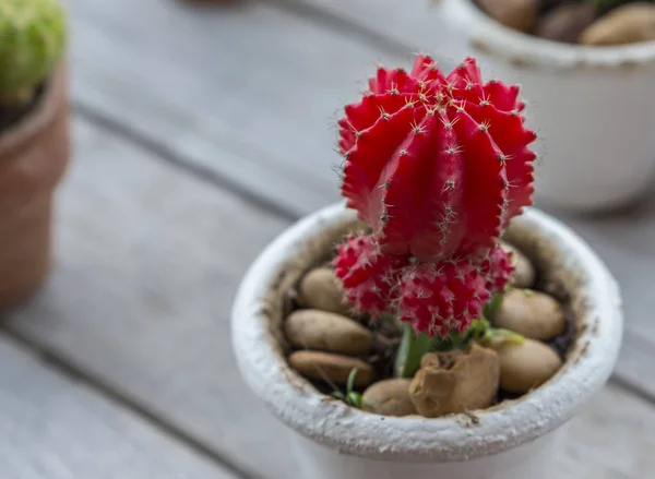 Cerca de cactus hermoso color rojo —  Fotos de Stock