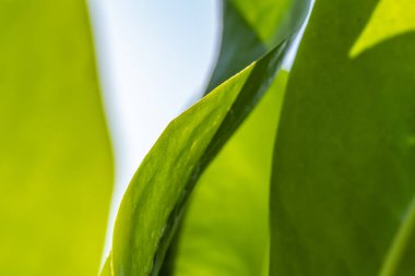 Yeşil yapraklar, parlak güneş ışığı.