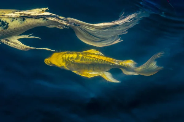 Belle Carpe Fantaisie Dorée Poissons Nageant Près Surface Eau Ondulation — Photo