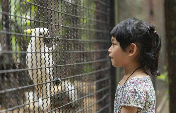 Маленькая Азиатская Девочка Обращает Внимание Белую Большую Птицу Какаду Клетке — стоковое фото