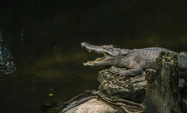 Alligator Banho Sol Lado Pântano Jardim Zoológico Boca Aberta Vista — Fotografia de Stock