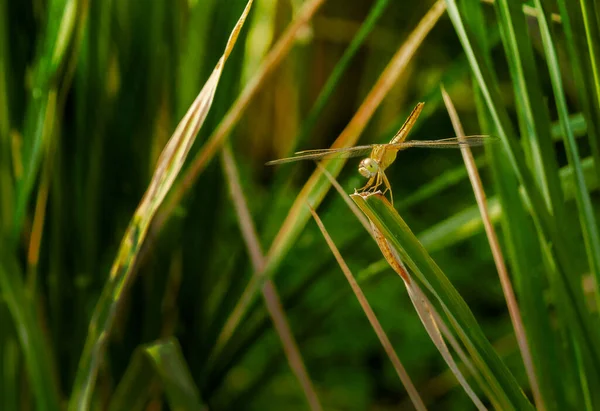 Fermer Une Libellule Sur Dessus Plante Herbe Rayon Lumineux Doux — Photo