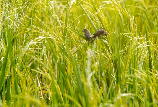 Deux Oiseaux Munia Poitrine Écaillée Lonchura Punctulata Cueillant Nourriture Debout — Photo