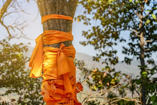 Árbol Ordenado Bata Monje Budista Alrededor Del Tronco Del Árbol —  Fotos de Stock