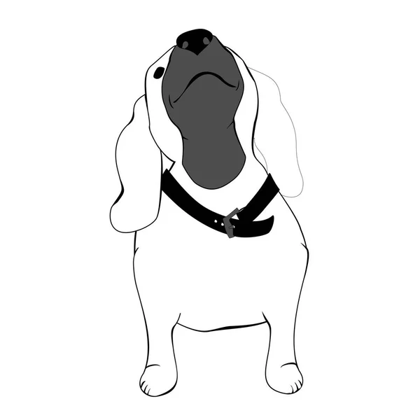 長い耳とかわいい犬 — ストックベクタ