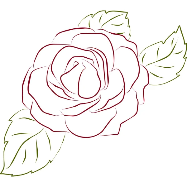 Un boceto de una rosa con delicados pétalos y hojas — Vector de stock