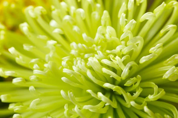 Green chrysanthemum. Postcard. Macro — Stock Photo, Image