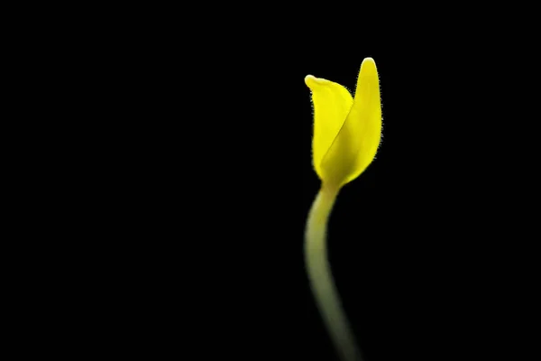 Young Sprout Gleam Black Background Macro Seedling — Stock Photo, Image