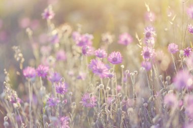 Xeranthemum Yıllığı. Helichrysum. Gün batımında kır çiçekleri. Kartpostal