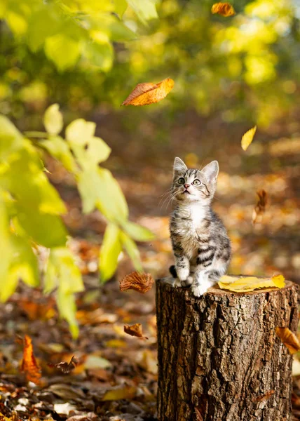 Ένα Γατάκι Στο Δάσος Του Φθινοπώρου Κάθεται Και Κοιτάζει Φύλλα — Φωτογραφία Αρχείου