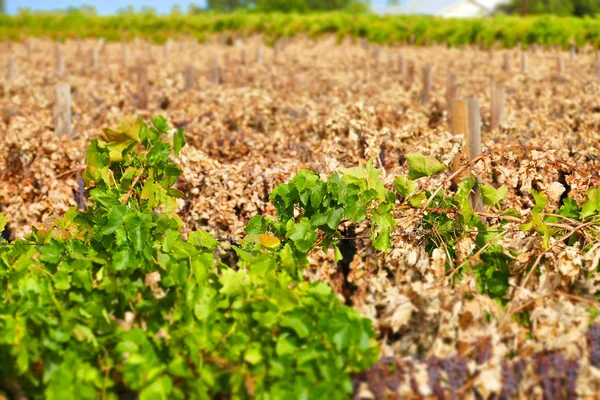 Ölü üzüm veya kuru üzüm üzüm