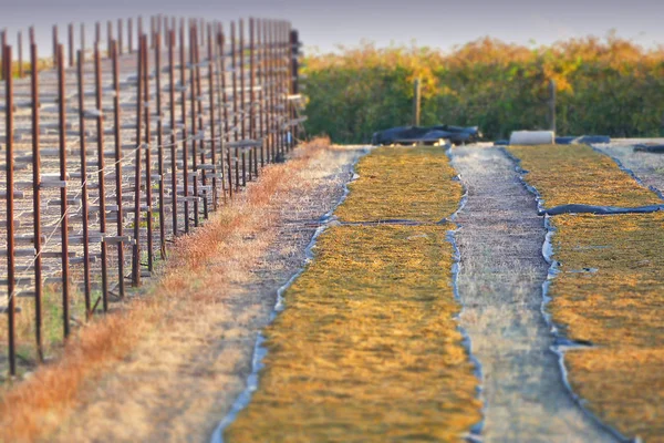 Sultana üzüm kurutma raflar