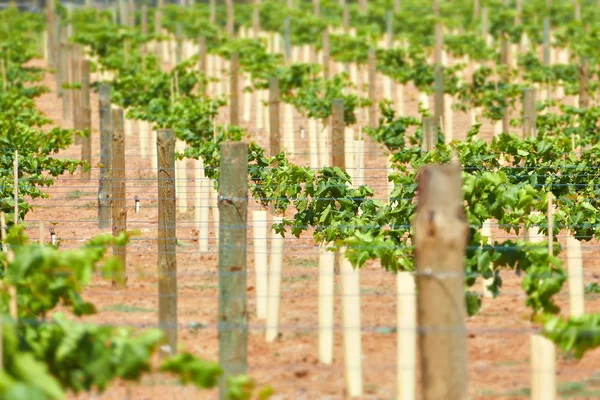 Genç asmalar sulanan