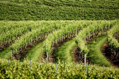 Bağ Temalar Avustralya