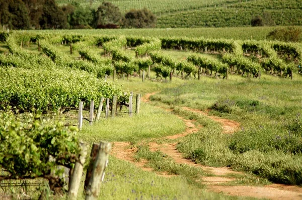 Bağ Temalar Avustralya