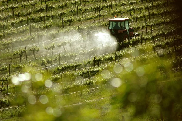 Bağ Temalar Avustralya