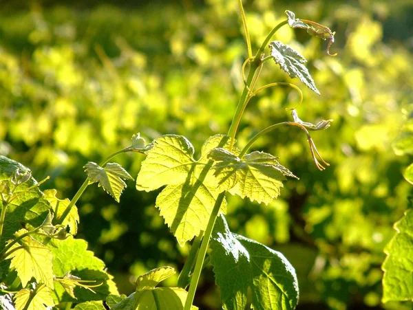 Bağ Temalar Avustralya