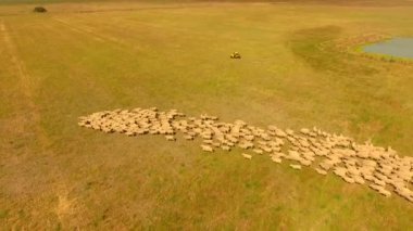Outback Avustralya'da hayvan sürüsü koyun