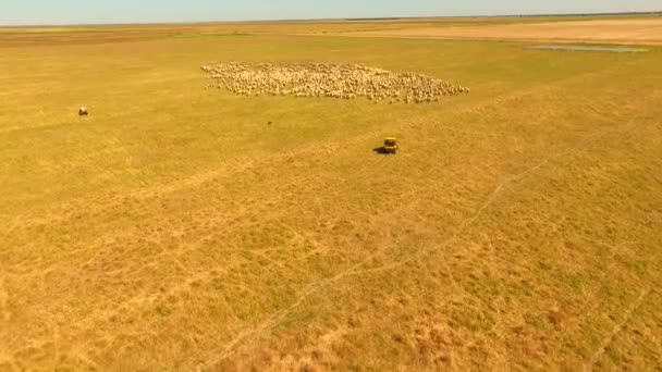 Пастушьи овцы в Австралии — стоковое видео