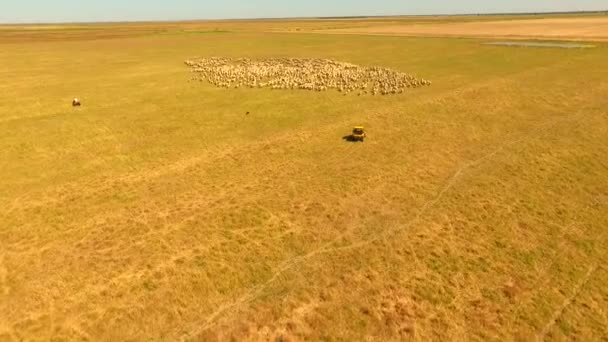 Herding Sheep in Outback Australia — Stock Video